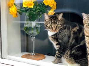 EVCİL HAYVANLARDA YÜKSEKTEN DÜŞME!