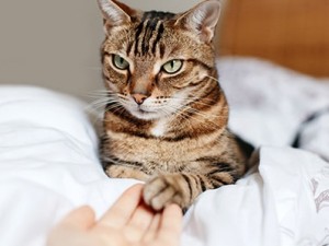 KEDİLERDE EĞİTİM