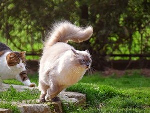 KEDİNİN ANATOMİSİ